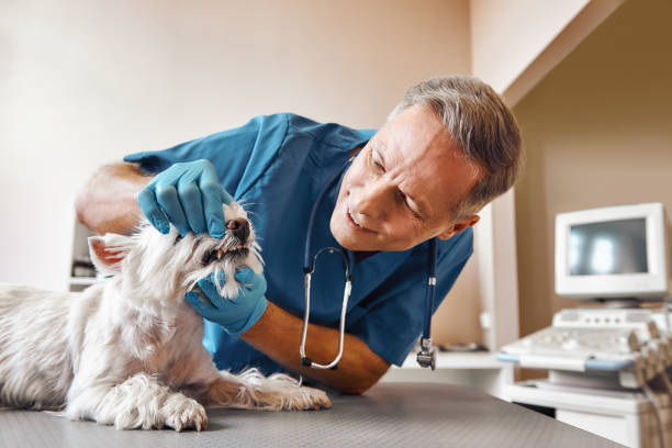 Best Dental Abscess Treatment in Ammon, ID